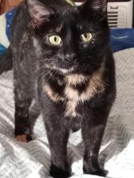 Lost Female Cat last seen I know she went to an intake shelter but I don't know where, Indianapolis, IN 46218