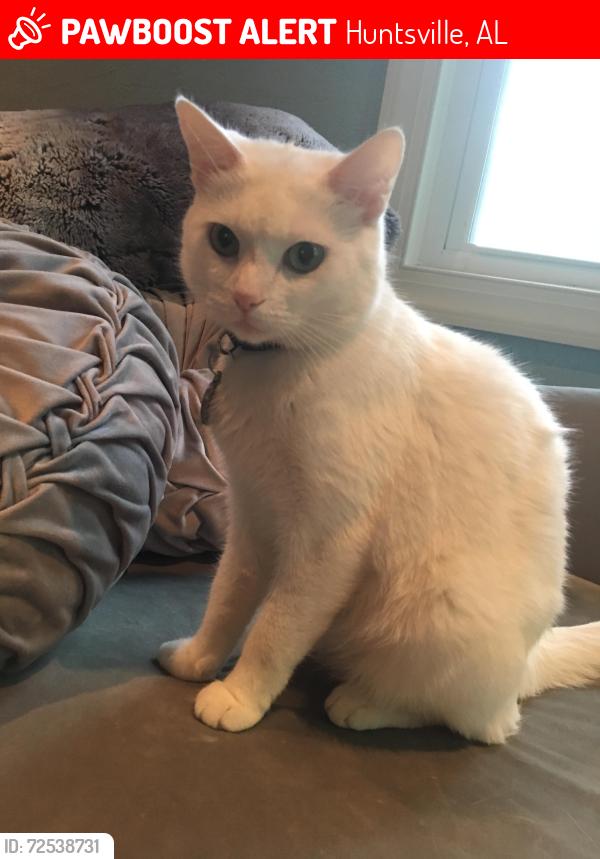 Lost Female Cat last seen Auburn and sewanee , Huntsville, AL 35801