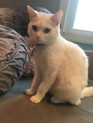 Lost Female Cat last seen Auburn and sewanee , Huntsville, AL 35801