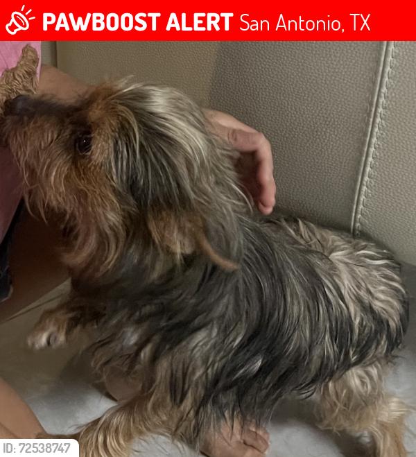 Lost Male Dog last seen Seco tierra, San Antonio, TX 78223