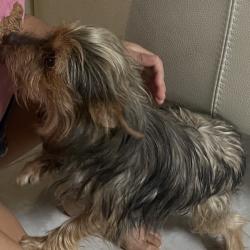 Lost Male Dog last seen Seco tierra, San Antonio, TX 78223