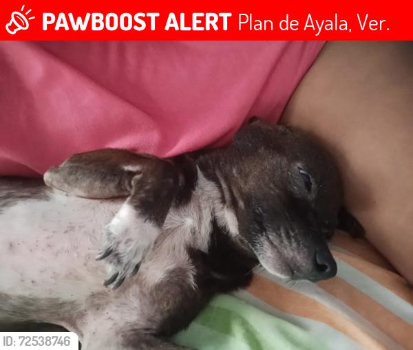 Lost Male Dog last seen Calle Ruiz Cortinez , Plan de Ayala, Ver. 