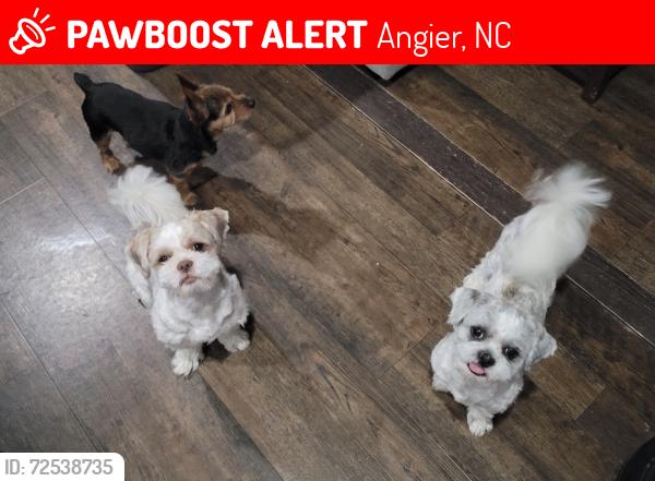 Lost Male Dog last seen Dunn’s welding shop, Angier, NC 27501