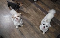Lost Male Dog last seen Dunn’s welding shop, Angier, NC 27501