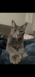Lost Male Cat last seen PUFFIN CIR , Fairfield, CA 94533