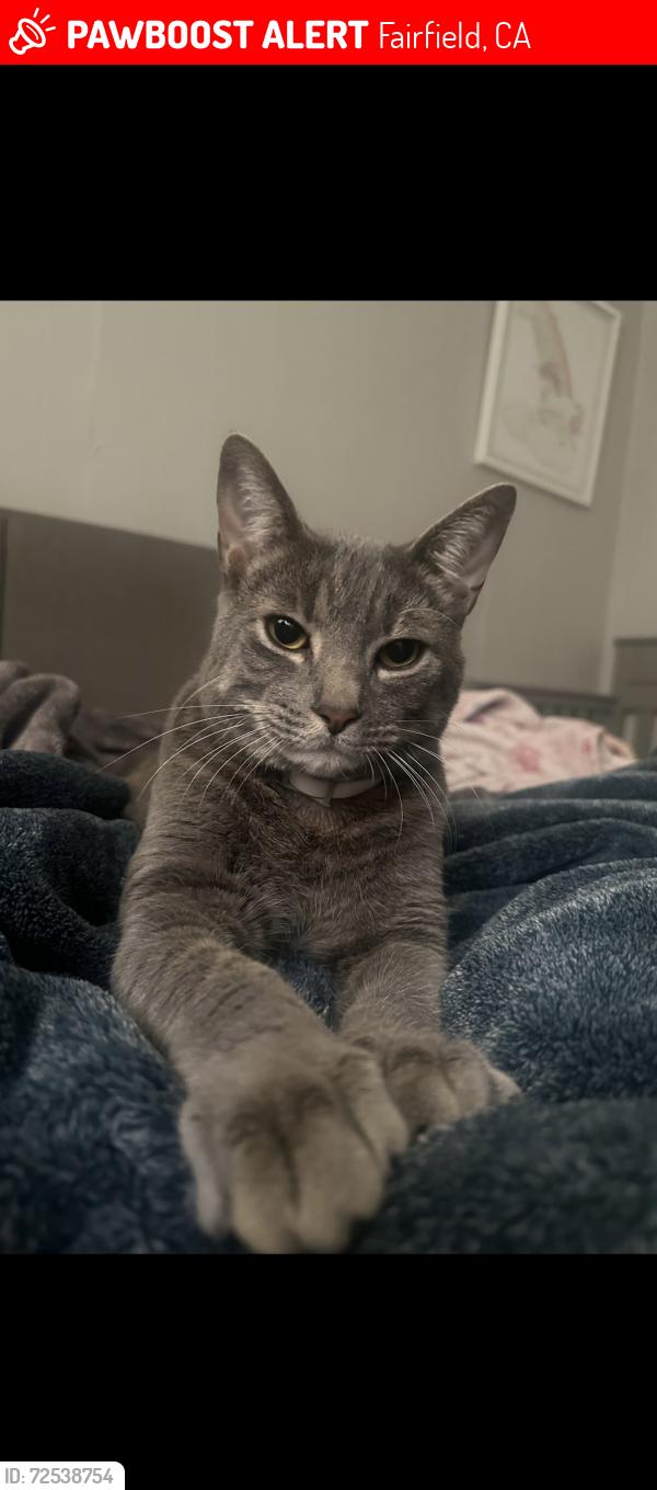 Lost Male Cat last seen PUFFIN CIR , Fairfield, CA 94533