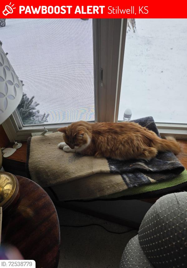 Lost Male Cat last seen METCALF , Stilwell, KS 66085