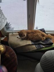 Lost Male Cat last seen METCALF , Stilwell, KS 66085