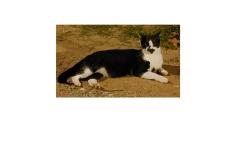 Lost Male Cat last seen Donaldson Rd / Ace Dr, Greenville, SC 29605