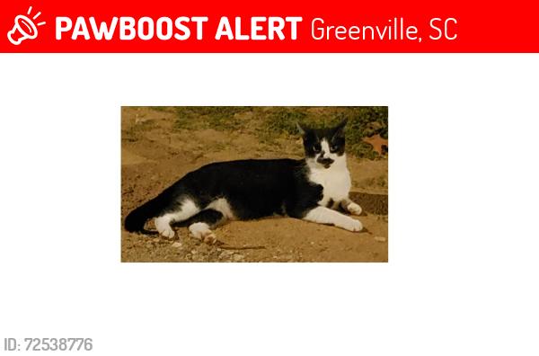 Lost Male Cat last seen Donaldson Rd / Ace Dr, Greenville, SC 29605