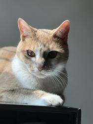 Lost Male Cat last seen Laima Curve , San Antonio, TX 78224