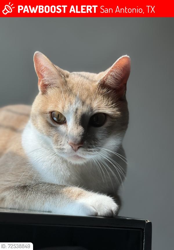Lost Male Cat last seen Laima Curve , San Antonio, TX 78224