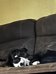 Lost Female Dog last seen Bernice & Berry St, Fort Worth, TX 76119