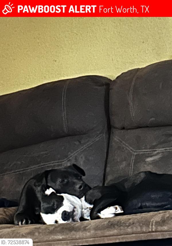 Lost Female Dog last seen Bernice & Berry St, Fort Worth, TX 76119