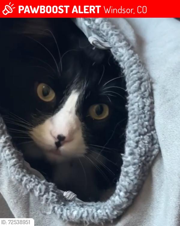Lost Male Cat last seen Steeplechase Drive in Windsor near Main Event , Windsor, CO 80550