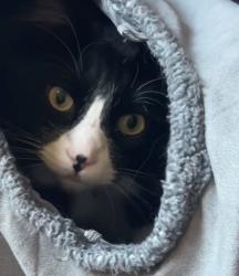 Lost Male Cat last seen Steeplechase Drive in Windsor near Main Event , Windsor, CO 80550