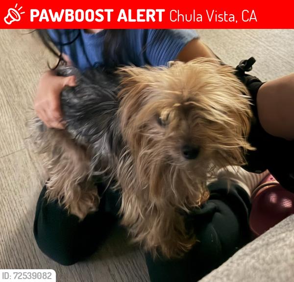 Lost Female Dog last seen Regulo pl and paseo Magda , Chula Vista, CA 91910