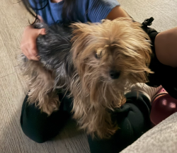 Lost Female Dog last seen Regulo pl and paseo Magda , Chula Vista, CA 91910