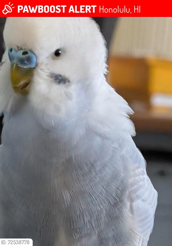 Lost Male Bird last seen near Jefferson Elementary School, Honolulu, HI 96815