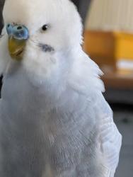 Lost Male Bird last seen near Jefferson Elementary School, Honolulu, HI 96815