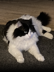 Lost Male Cat last seen Chili Ave , Rochester, NY 14611