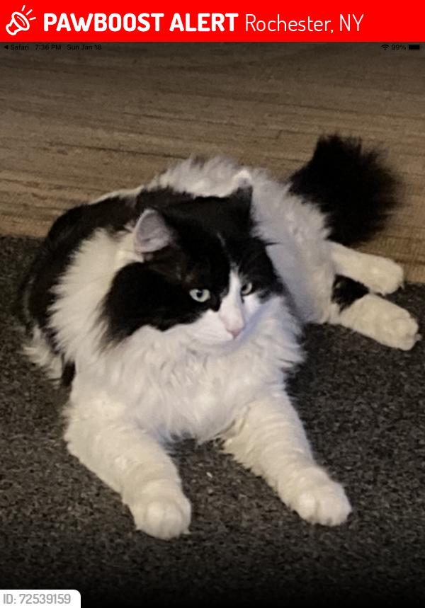 Lost Male Cat last seen Chili Ave , Rochester, NY 14611