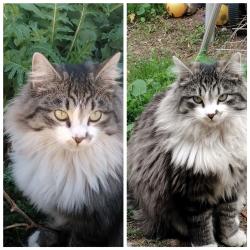 Lost Male Cat last seen Bonanza and Bruce, Las Vegas, NV 89101
