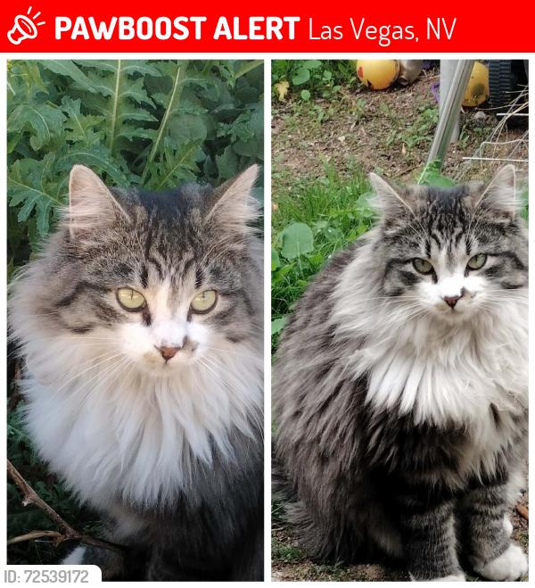 Lost Male Cat last seen Bonanza and Bruce, Las Vegas, NV 89101