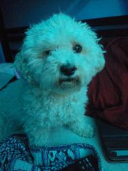 Lost Female Dog last seen Height st bakersfield Ca, Bakersfield, CA 93306