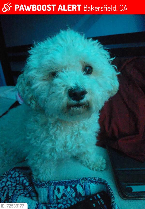 Lost Female Dog last seen Height st bakersfield Ca, Bakersfield, CA 93306
