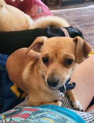 Lost Male Dog last seen Twin peaks area, Kirtland, NM 87417