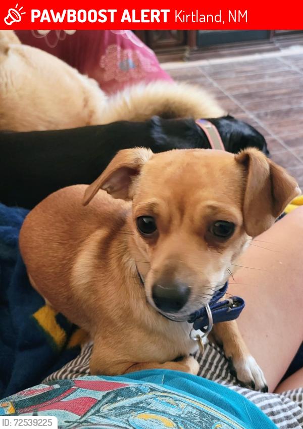 Lost Male Dog last seen Twin peaks area, Kirtland, NM 87417