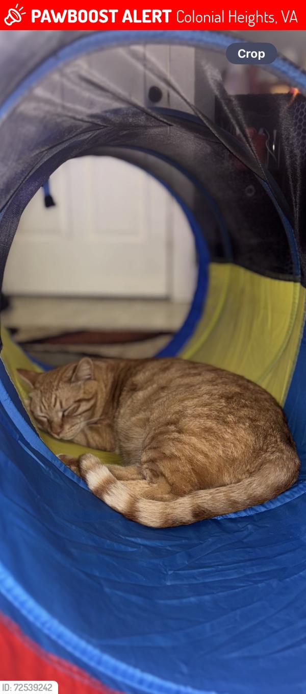 Lost Male Cat last seen Fairfax Ave colonial heights Va , Colonial Heights, VA 23834