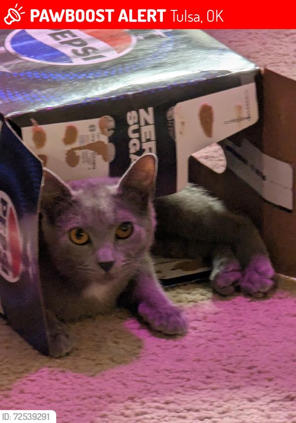 Lost Male Cat last seen Riverbend apmts, Tulsa, OK 74137
