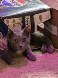 Lost Male Cat last seen Riverbend apmts, Tulsa, OK 74137