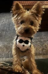 Lost Male Dog last seen Just outside of New Ringgold, PA, New Ringgold, PA 17960