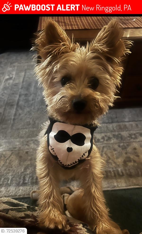 Lost Male Dog last seen Just outside of New Ringgold, PA, New Ringgold, PA 17960