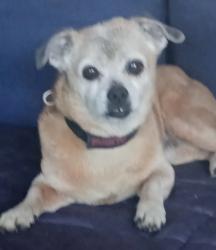 Lost Male Dog last seen 21st ave and lone cactus, Phoenix, AZ 85027