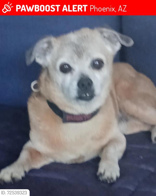 Lost Male Dog last seen 21st ave and lone cactus, Phoenix, AZ 85027