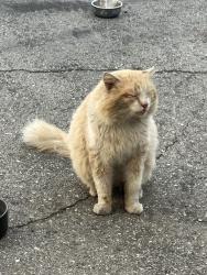Reunited Unknown Cat last seen Cogswell Ave & McGirk Ave, El Monte, CA 91732