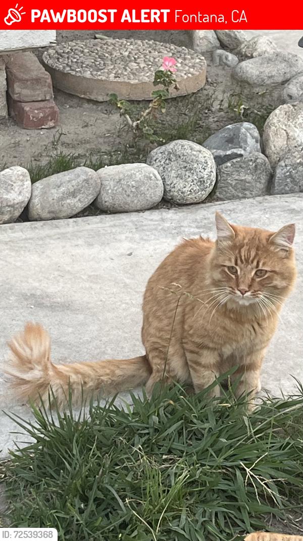 Lost Male Cat last seen Figwood Dr and Springoaks Ct. S. Fontana, CA, Fontana, CA 92337