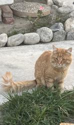 Lost Male Cat last seen Figwood Dr and Springoaks Ct. S. Fontana, CA, Fontana, CA 92337