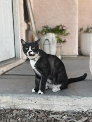 Lost Male Cat last seen Alto and Mt. Hood, Las Vegas, NV 89156