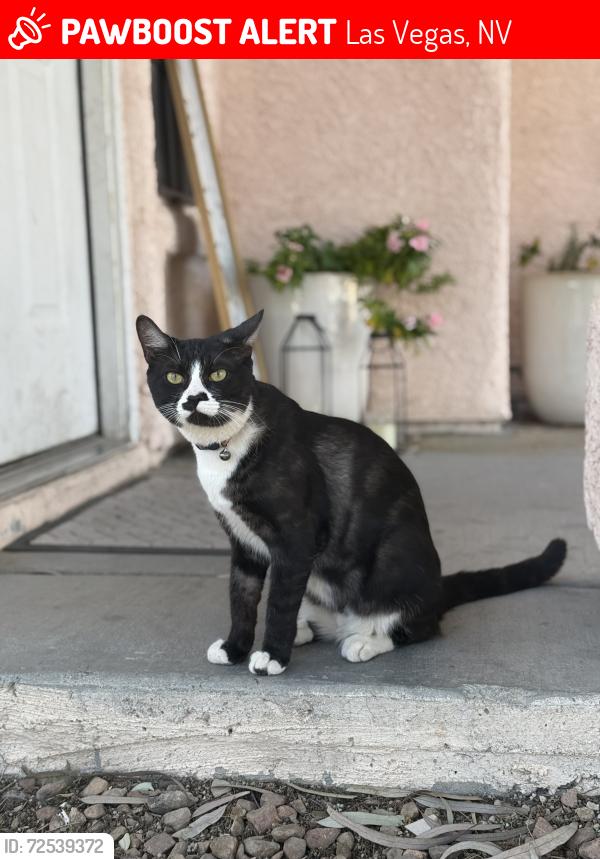 Lost Male Cat last seen Alto and Mt. Hood, Las Vegas, NV 89156