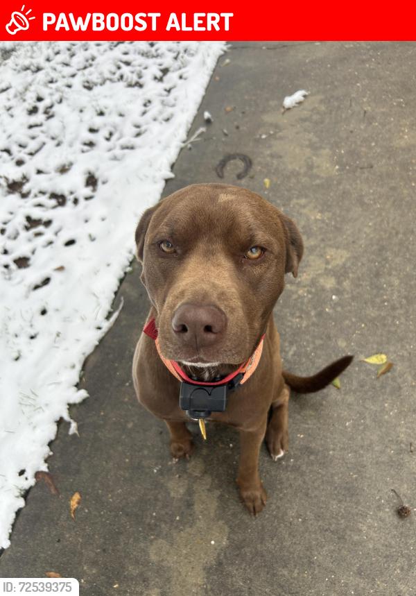 Lost Male Dog last seen Hardin store road , Montgomery County, TX 77362