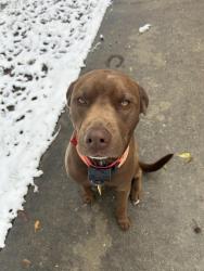 Lost Male Dog last seen Hardin store road , Montgomery County, TX 77362