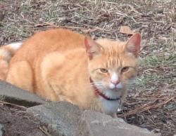 Reunited Unknown Cat last seen Newport Dr. 29223, Columbia, SC 29223