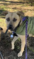 Lost Female Dog last seen Humboldt County Miranda’s Rescue in the City of Fortuna, CA, Oakland, CA 94612