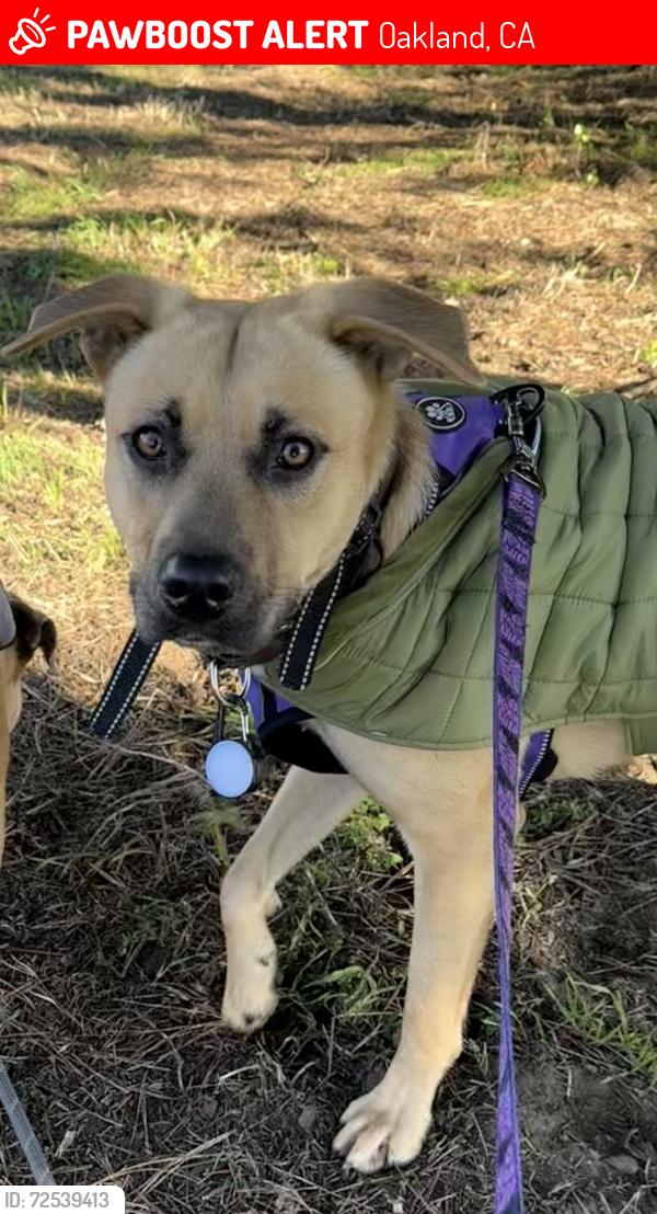Lost Female Dog last seen Humboldt County Miranda’s Rescue in the City of Fortuna, CA, Oakland, CA 94612