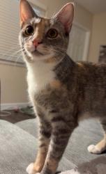 Lost Female Cat last seen Hogan road , Indian Harbour Beach, FL 32937
